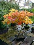 Acer shirasawanum aureum aut 01.jpg